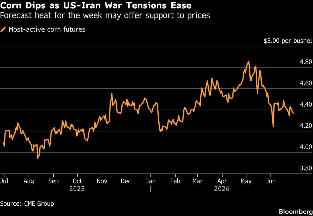Corn Drops After US-Iran Halt Attacks as Traders Weigh US Heat