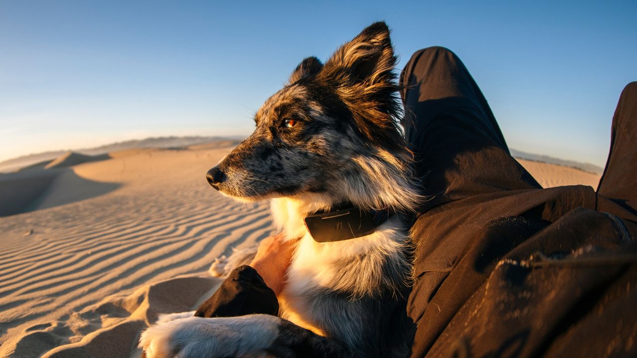  Your lost dog can now call home with the world's 1st satellite-connected dog collar 